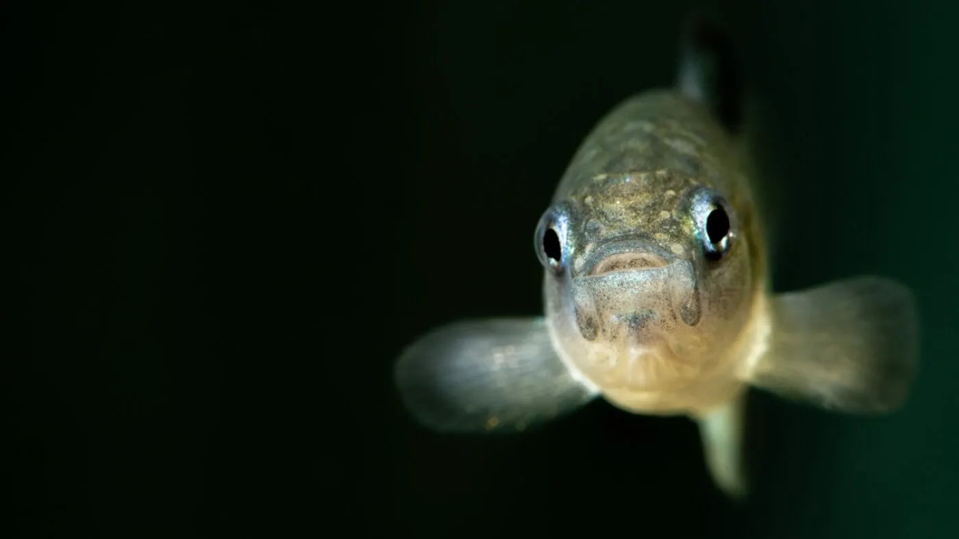 Criza peștilor pupfish din Devils Hole: când haosul politic amenință o specie unică