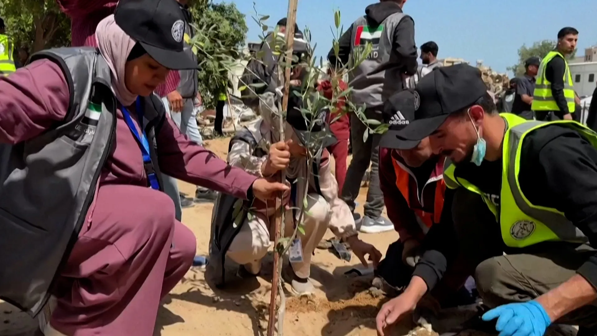 Voluntari din Gaza plantează măslini la Spitalul al-Shifa, devastat de război