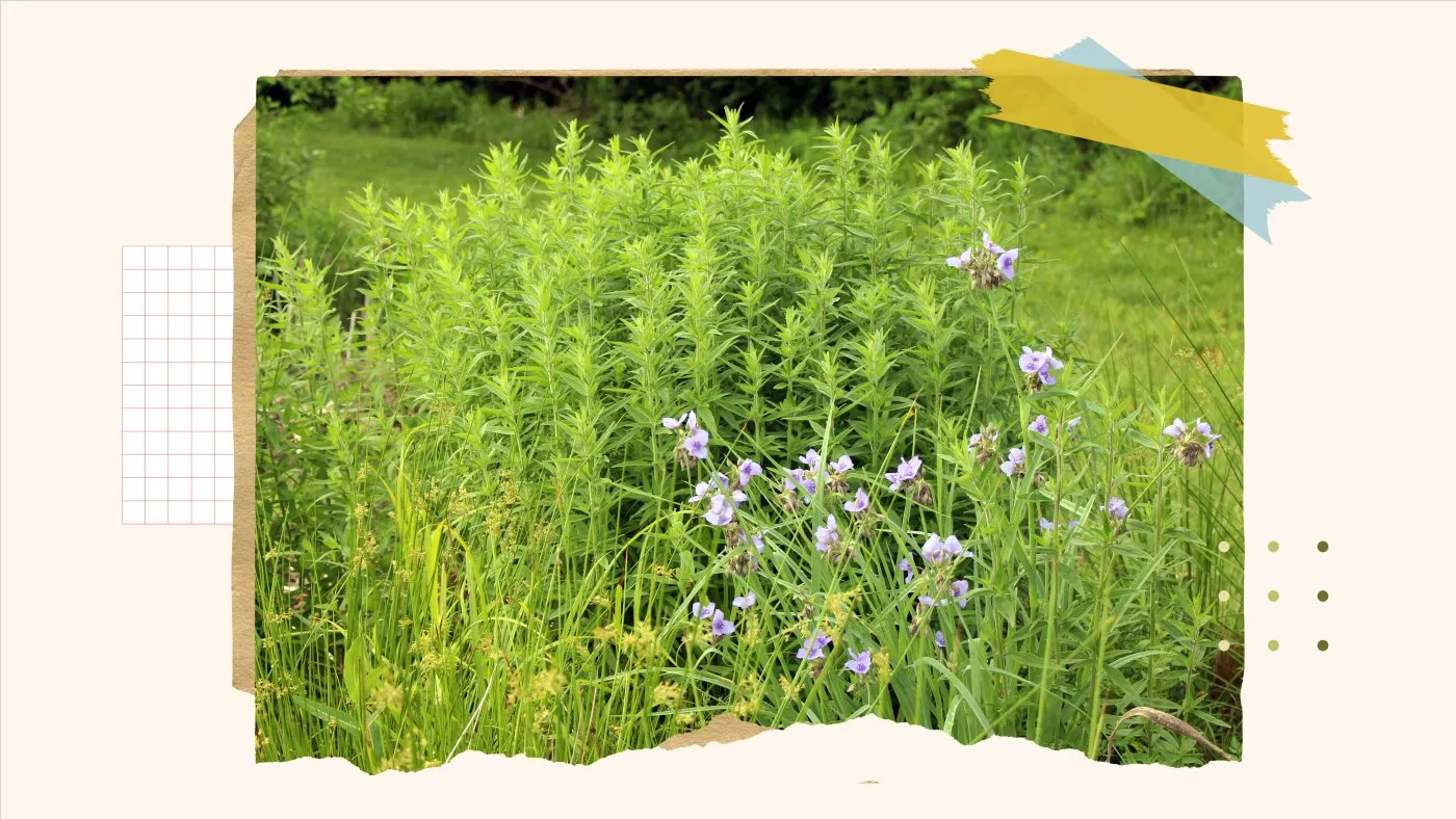 Ghid complet: Cum să transformi gazonul într-o grădină prietenoasă cu fauna sălbatică
