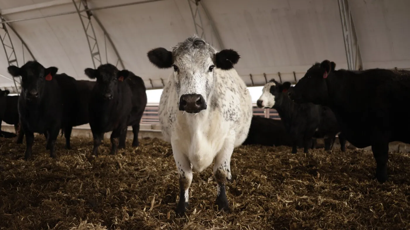 De ce efectivul de bovine din SUA a atins un minim istoric de 75 de ani – și ce înseamnă asta pentru prețul cărnii de vită
